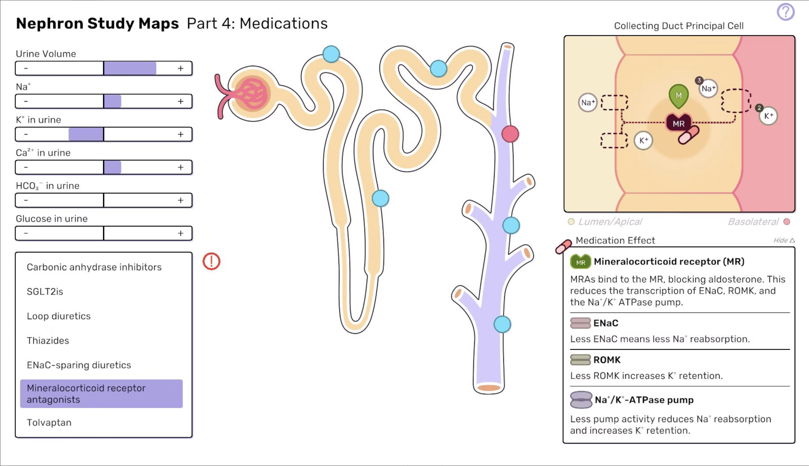 Nephron Interactive – Diuretics Study Guide – Carolyn Chen Biomedical ...